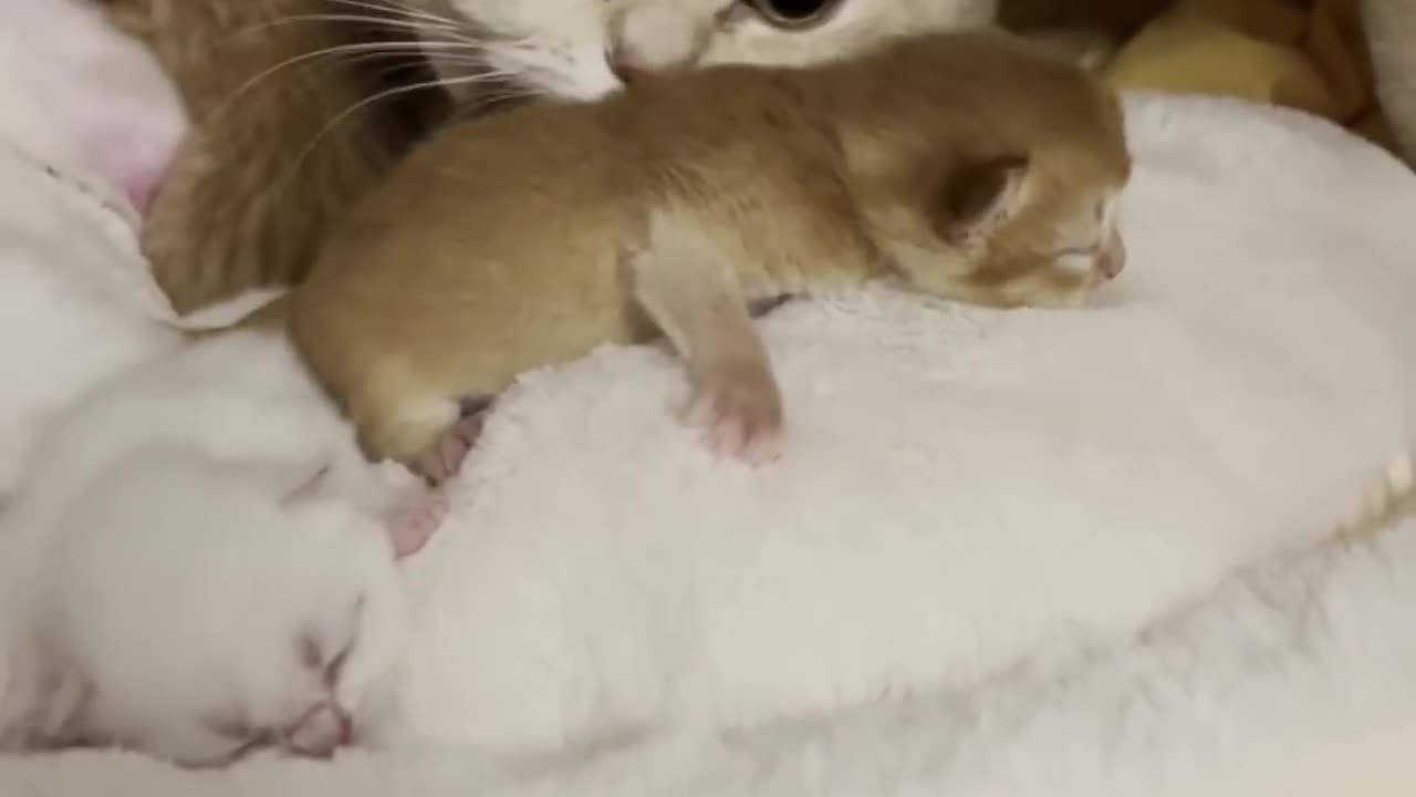 Cuteness Overload Mama Cat Cuddles Her Newborn Kittens