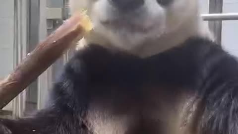 Panda having dinner