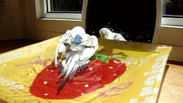 cockatiel and budgie bathing