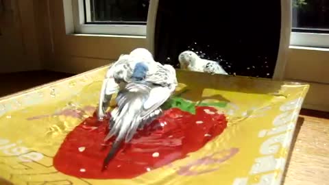 cockatiel and budgie bathing