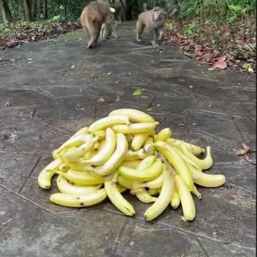 Monkey and banana