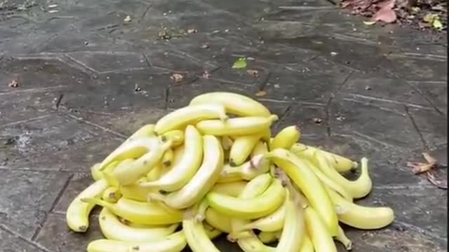 Monkey and banana