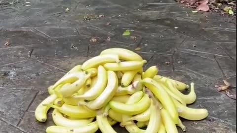 Monkey and banana