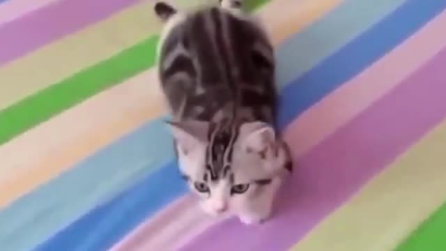 Funniest cats 🐈Don't try to hold back laughter😂funny cats life