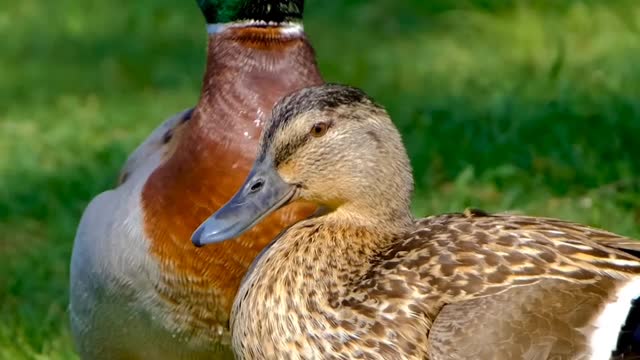 Cute couple of duck 🦆 Bird's ||it's cute and beautiful