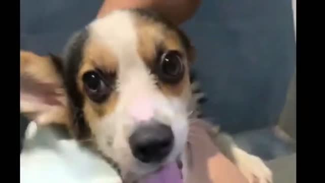 Drying the hairs of Dog | Cute Dog moment | Animal Videos #32