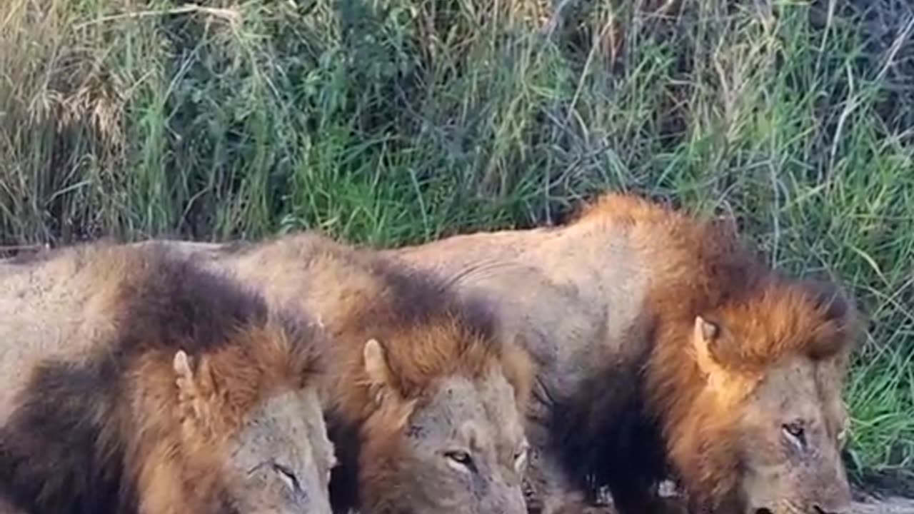 Lions Quenching Their Thirst