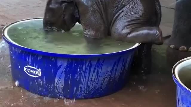 cute elephant baby playing on bath on her mom