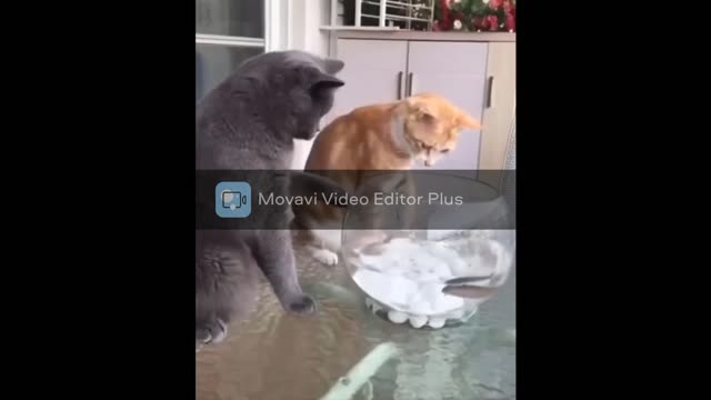 Cute Kittens Doing Funny Things