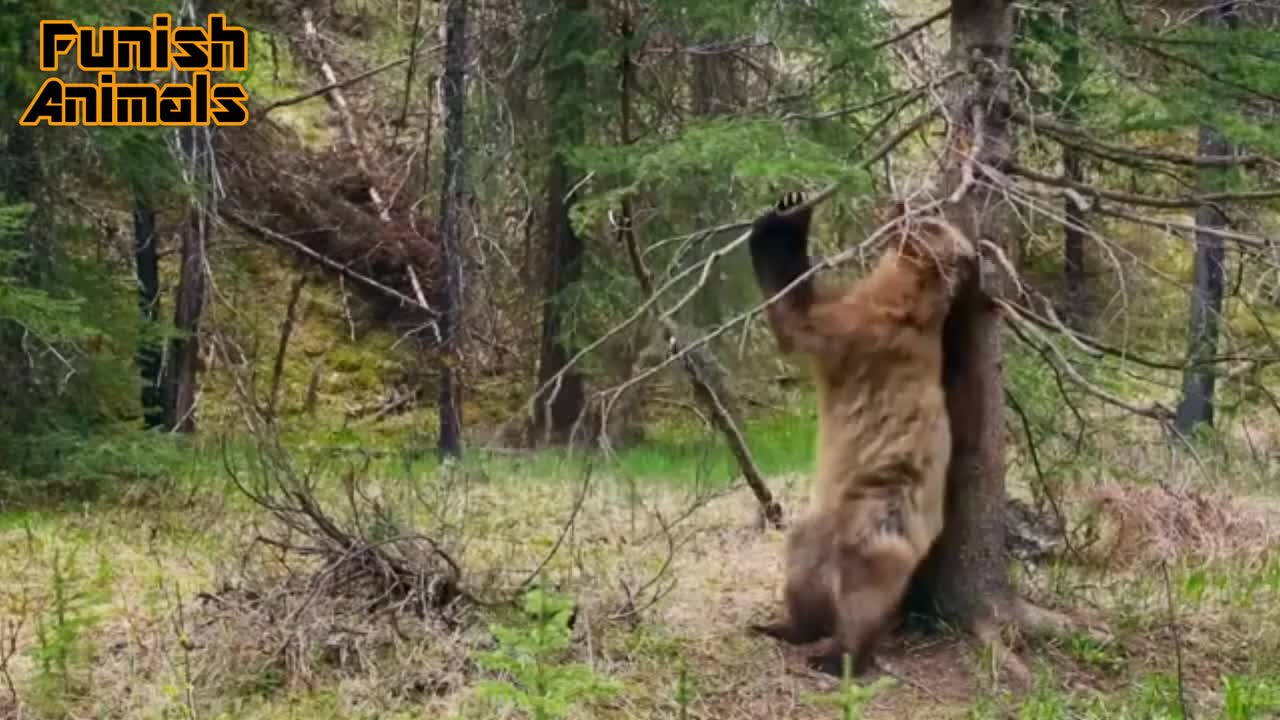 Amazing Bears have Tallent - Cute bear Compilation