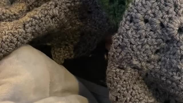 Cat politely asks to be put under blanket, then sneezes.