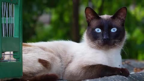 A beautiful clip of Siamese cats