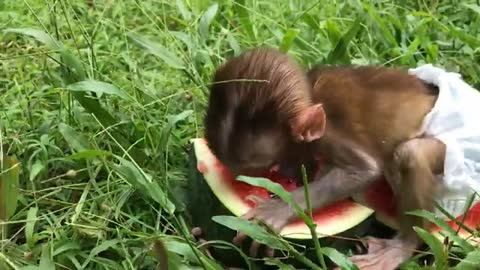 Baby Monkey Bon Bon and Tina eating watermelon