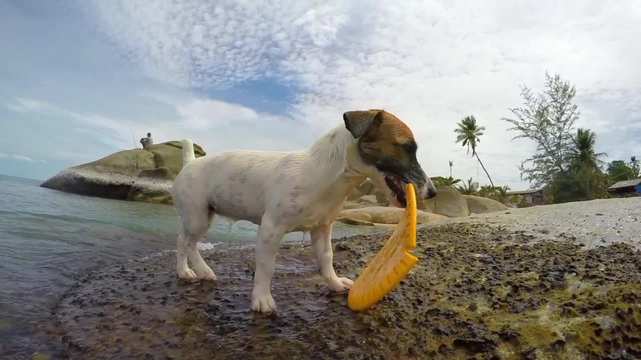 The dog swimming in the water 💦