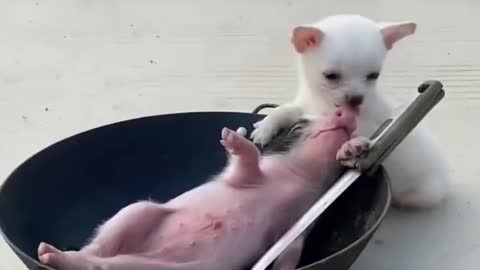 Pig and Baby Dog Cute and Funny*