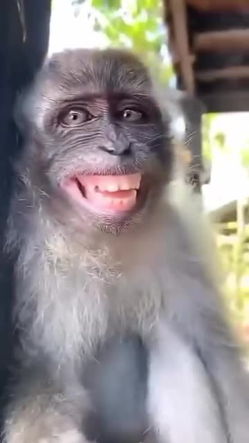 Funny monkey 🐵🤣🤣🤣#monkey#memes#whaysappstatus#