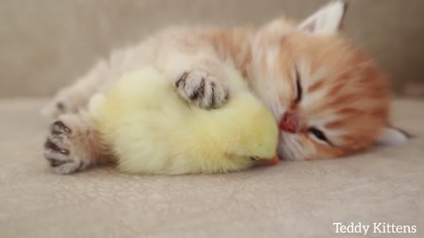 Le chaton dort doucement avec le poule 🐈🐤🐤