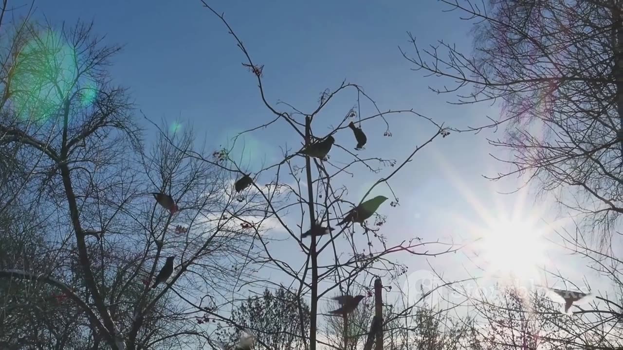 Bird Banding: Tracking Avian Migration Patterns