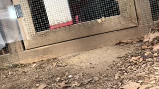 Who let the chickens out?