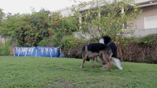 The adult dog is playing on the grass