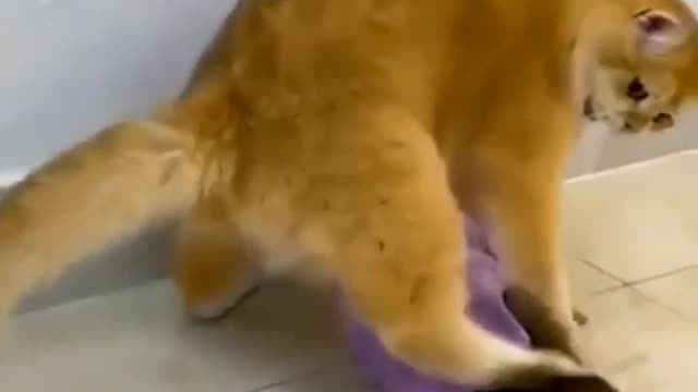 Cutest EVER fight between CAT and MONKEY