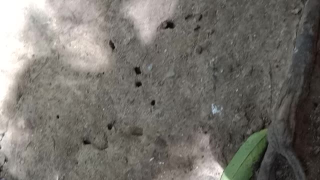 It's going to rain and the ants are moving