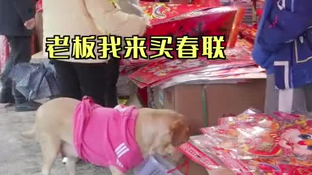 The dog went to the market to buy Spring Festival couplets for its owner