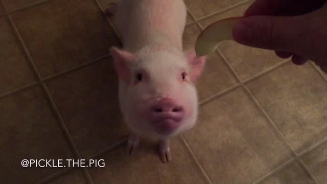 Pickle the Mini Pig loves apple slices