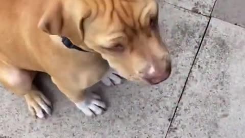 Dogs Training Fundamental! How to train Your Dog? Dog train course.