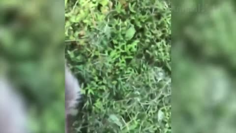 🐑 Funniest Animals 🐼 - Try Not To Laugh 😁 - Funny Domestic And Wild Animals' Life 2019