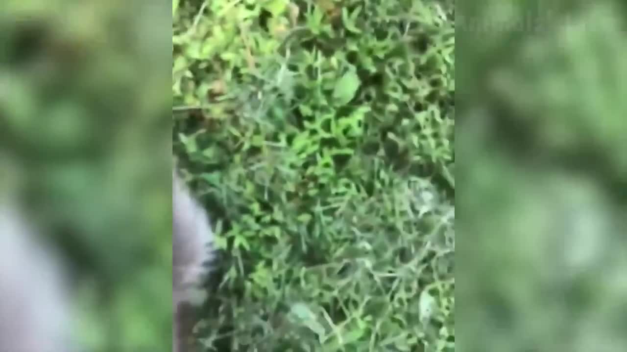 🐑 Funniest Animals 🐼 - Try Not To Laugh 😁 - Funny Domestic And Wild Animals' Life 2019