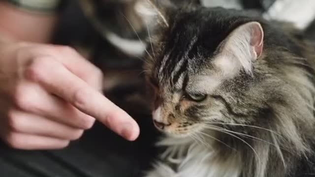 Cute Cats - Fingar touching Nose cats Funny Video