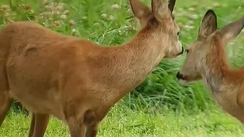 Animal love