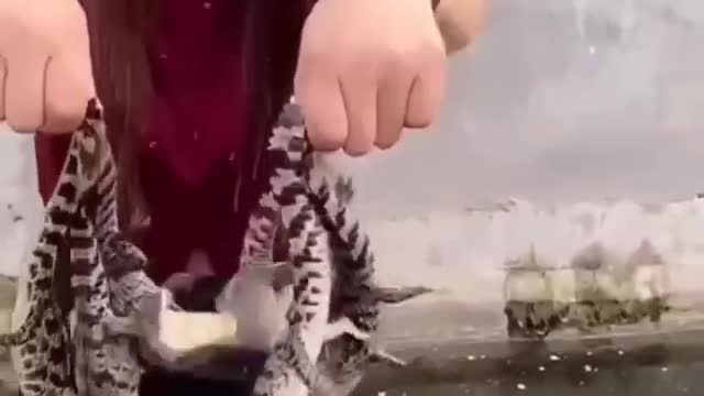When they were little they were cute (baby chrocodile) | scary pet