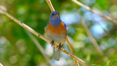beautiful birds in the wild