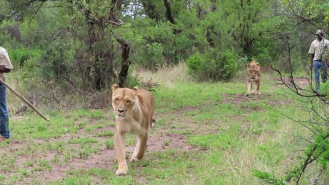 Walking with Lions