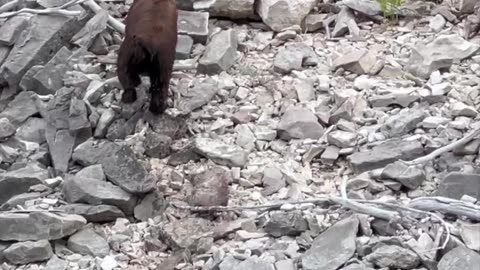 Bear Swims For Boat's Fish