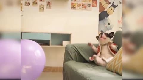 Funny Dog Video 😁