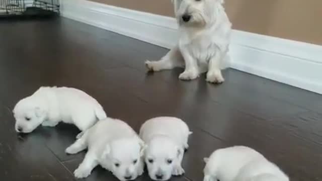 Mother dog and son dog.