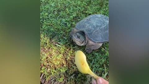 What happens when you give bananas to turtles?