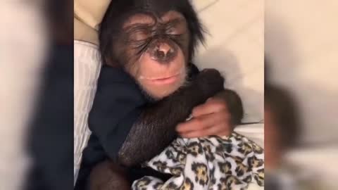 Baby Monkey Plays With Lion Cub