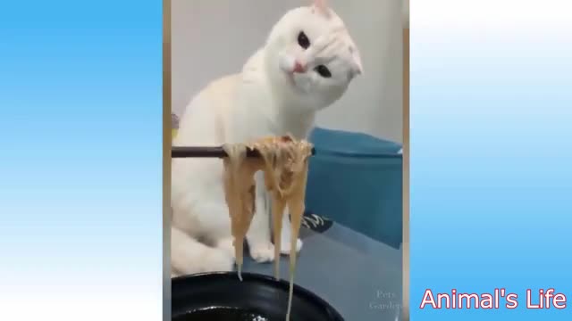 funny video