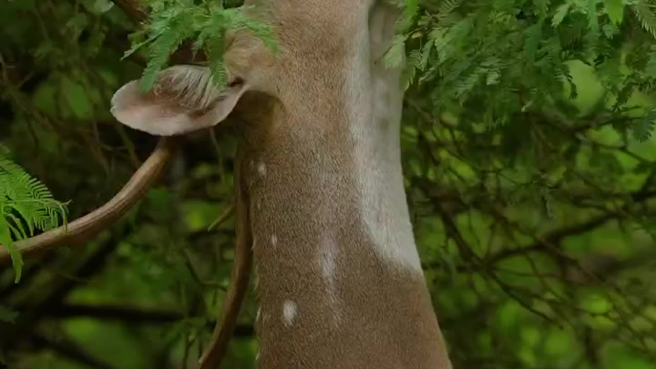 Wildlife