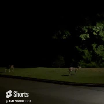 Early Morning Deer Outside Chilling #nature