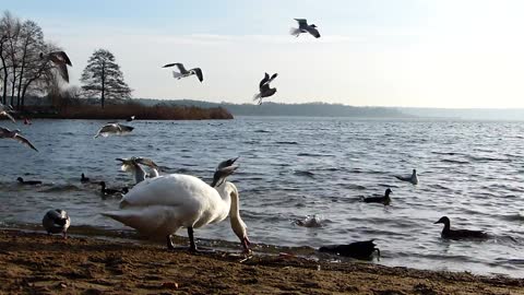 The encounter between a swan and seagulls on the beach