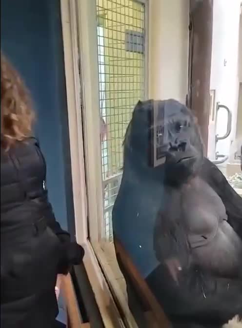 Go away you stupid 😂