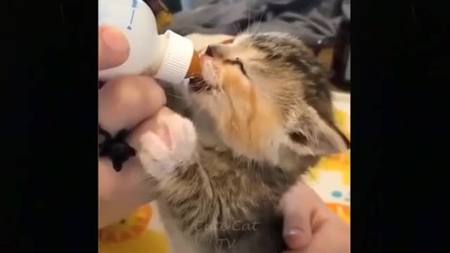 Cute cat and dogs compilation cut cat cute animals