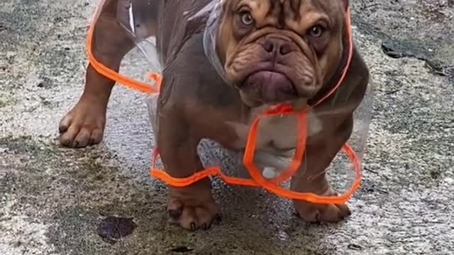 Funniest dog in rain