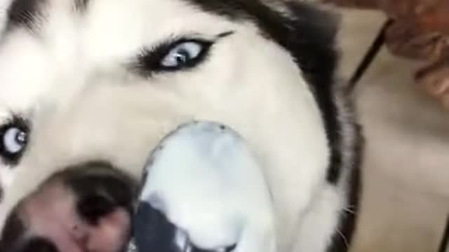 Husky Tries To Eat Yogurt Off A Spoon!!!