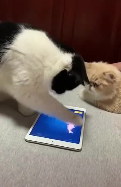 Cats playing video game #shorts #cats #fight